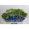 Hypericum Coco Bamboo