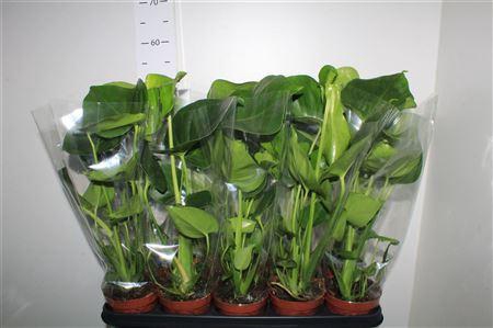<h4>Monstera Deliciosa</h4>