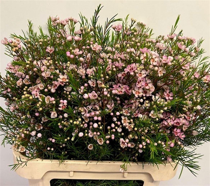 <h4>CHAME UN WENDY ROSE</h4>