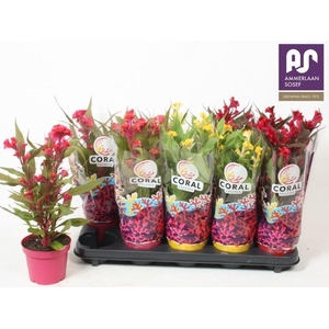 CEL CR HOT TOPIC GEM