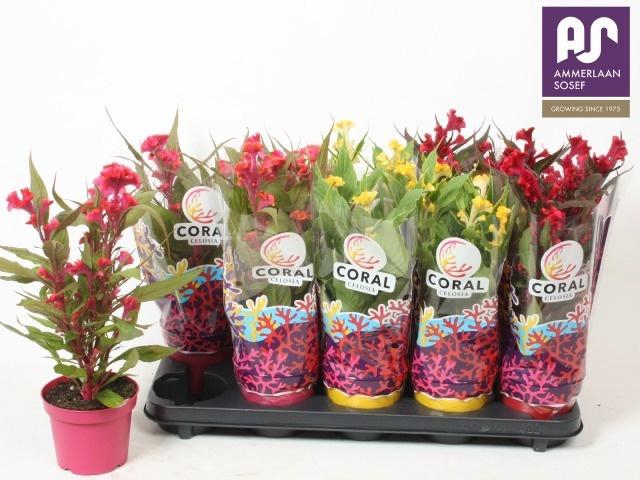 <h4>CEL CR HOT TOPIC GEM</h4>