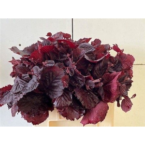 Corylus Av Roter Zellernuss