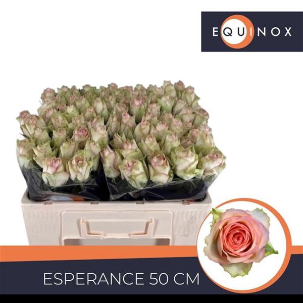 <h4>R Gr Esperance Equinox</h4>