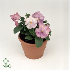 VIO WI DEL PI SHADES