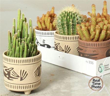 Cactus Gem In Keramiek