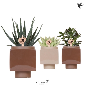 Kolibri Greens Succulenten mix in Cube pot brown