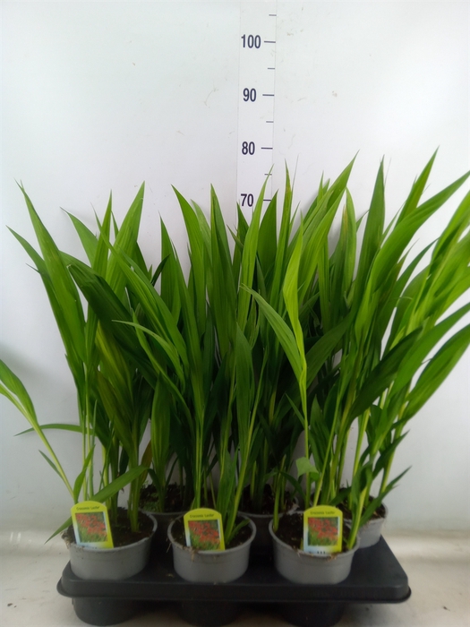 <h4>Crocosmia  'Lucifer'</h4>