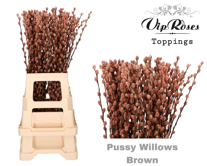 <h4>SALIX PUSSY WILLOW BROWN</h4>