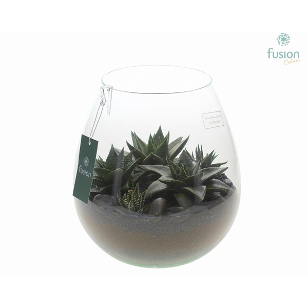 <h4>Green Bottle Abby Large met Haworthia</h4>