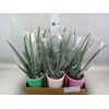 Arr.   Planten L%