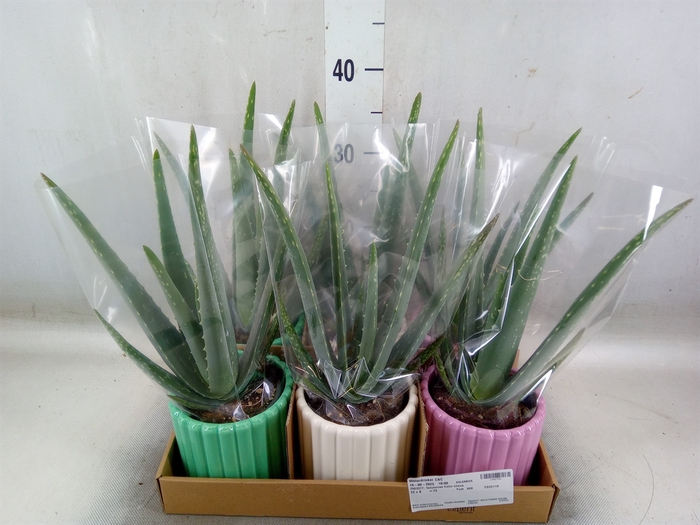 Arr.   Planten L%
