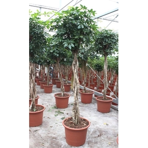 Schefflera arboricola 'Compacta'