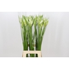 Nerine Like a Virgin