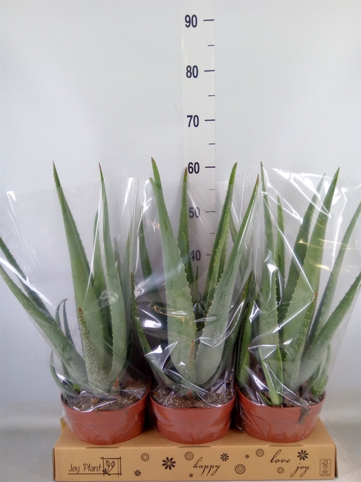 <h4>Aloe vera</h4>