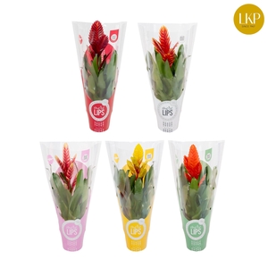 Vriesea Sensation 8 soorten Gemengd MoreLIPS®