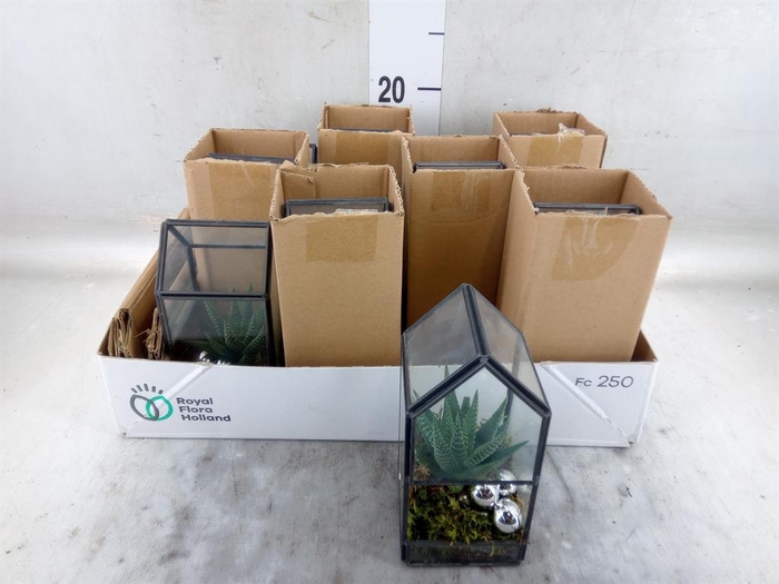 <h4>Arr.   Kamerplant Groen L%</h4>