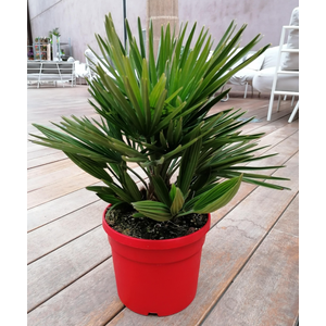 Chamaerops humilis