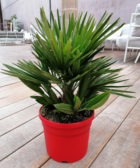 <h4>Chamaerops humilis</h4>