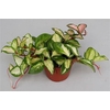 Hoya C Tricolor