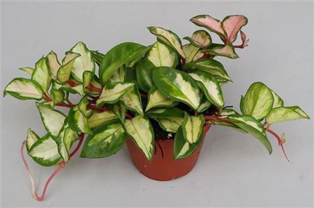 Hoya C Tricolor