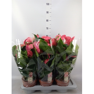 Anthurium andr. 'California'