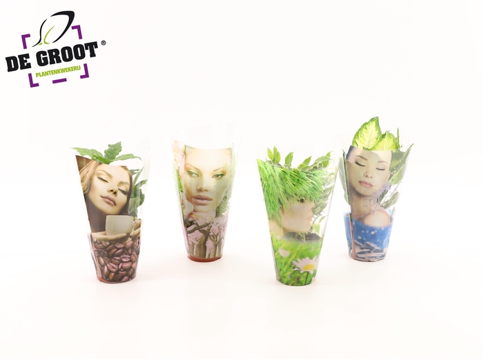 <h4>Groenmix compact in hoes "Face"</h4>