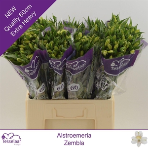 Alstroemeria Zembla | Quality 60