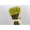 Kniphofia Sunningdale Yellow