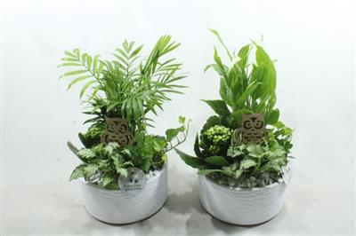 <h4>SC03 LOES WHITE</h4>