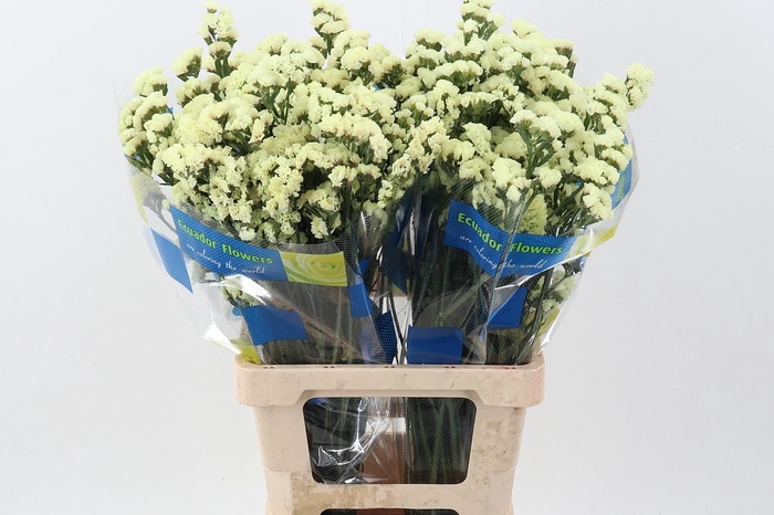 <h4>Lim S Crystal Yellow</h4>