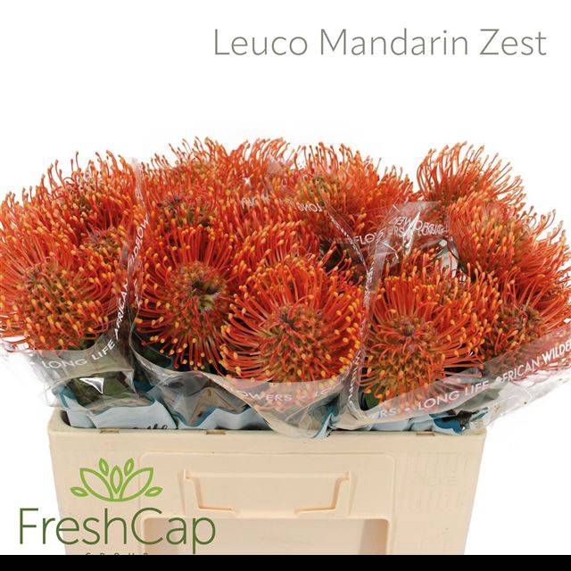 <h4>LEUCO AYOBA MAN ZEST</h4>