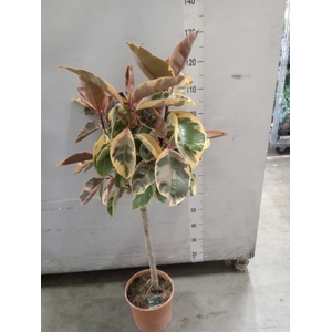 Ficus   ...