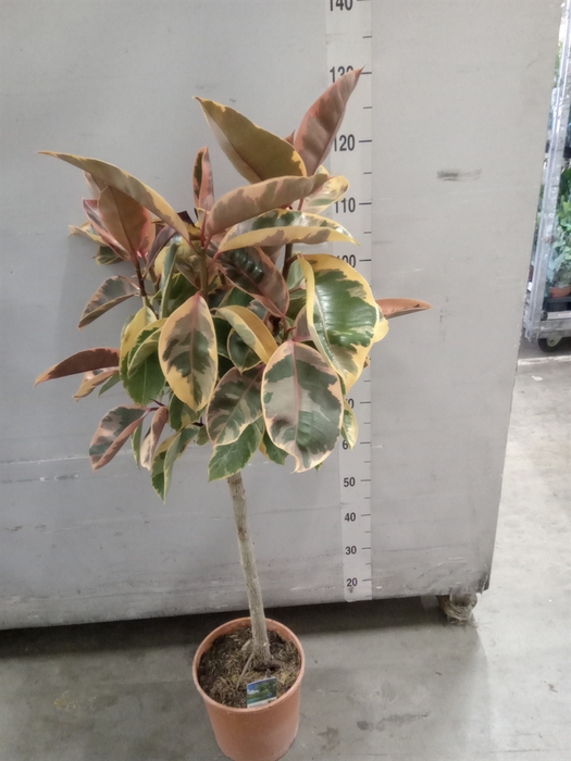 <h4>Ficus   ...</h4>