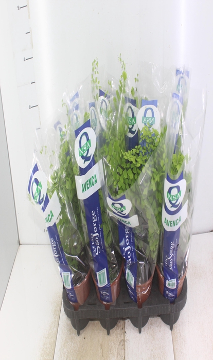 <h4>AVENCA VARIADA P15</h4>