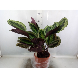 Calathea  'Marion'