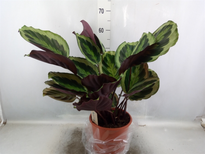 <h4>Calathea  'Marion'</h4>