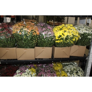 CRISANTEMO BOLA BELGA JASODA C18 VARIADO