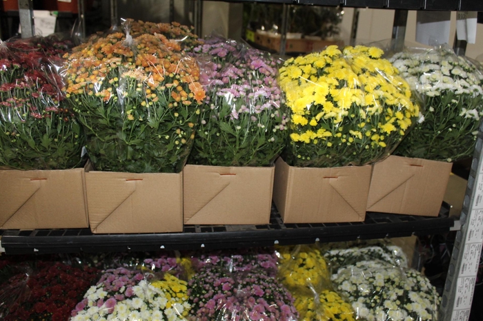 <h4>CRISANTEMO BOLA BELGA JASODA C18 VARIADO</h4>