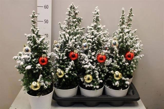 <h4>CHAM TH TOP POINT</h4>