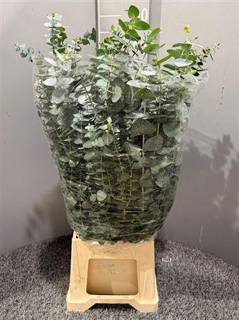 <h4>Euca Pulverana 300gr France</h4>