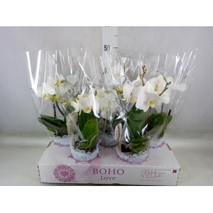 Phalaenopsis   ...white