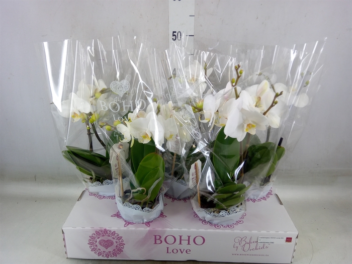 <h4>Phalaenopsis   ...white</h4>