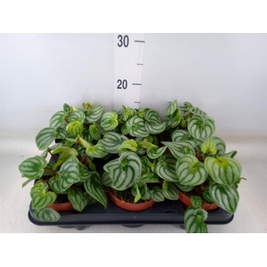 Peperomia argyreia 'Costa Rica'