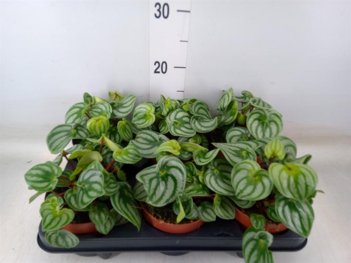 <h4>Peperomia argyreia 'Costa Rica'</h4>