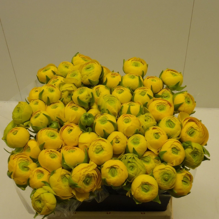 <h4>Ran Solaris</h4>