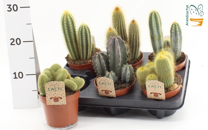 <h4>CACTUS GEM</h4>