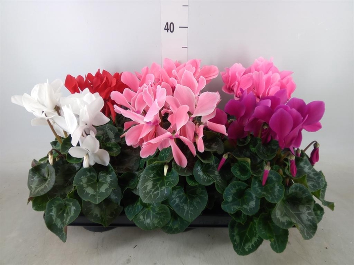 <h4>Cyclamen GR 'Mammoth'</h4>