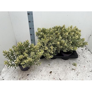 HEBE AND VARIEGATA