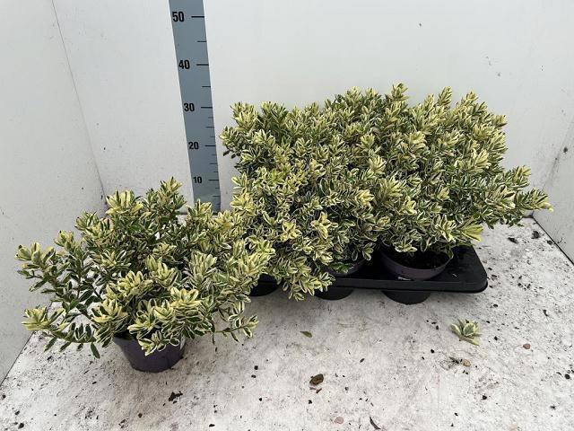 <h4>HEBE AND VARIEGATA</h4>