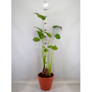 Alocasia cucullata